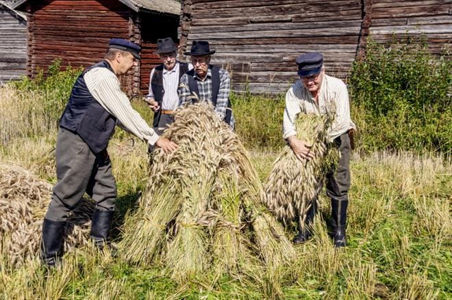 Taiteilija Reijo Kivijärvi (vas.), Eero Korkeakangas, Kalevi Laitila ja Martti Hautamäki pystyttivät ruislyhteet kuhilaiksi. Kuhilaan päälle laitettiin hattu. KUVAT: AARRE LÖYTÖMÄKI