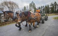 Hevosmetsuri siistii metsää Huonesuolla