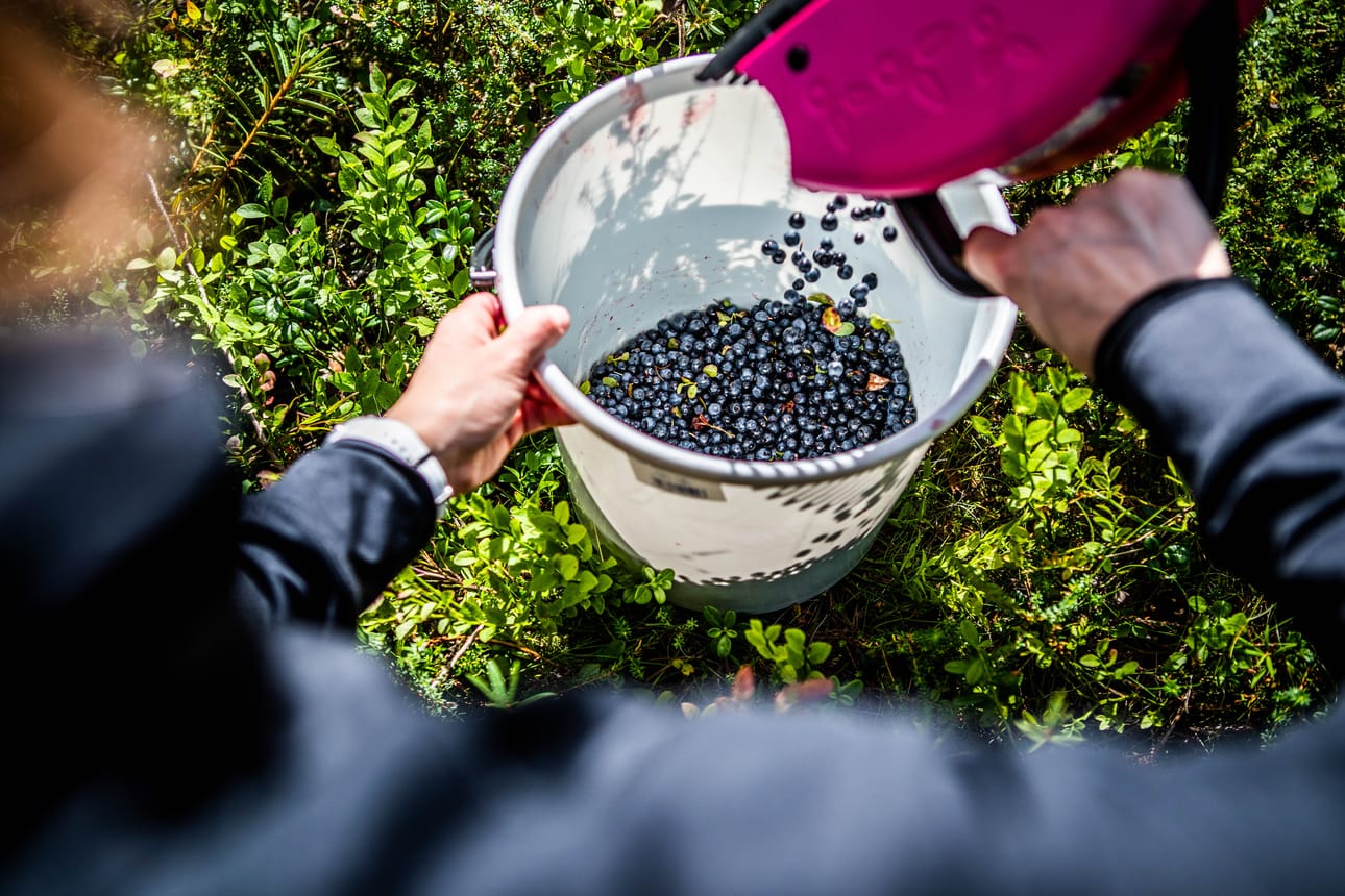 Marjastaja katosi Iissä ja löytyi lopulta droonien avulla hyväkuntoisena.