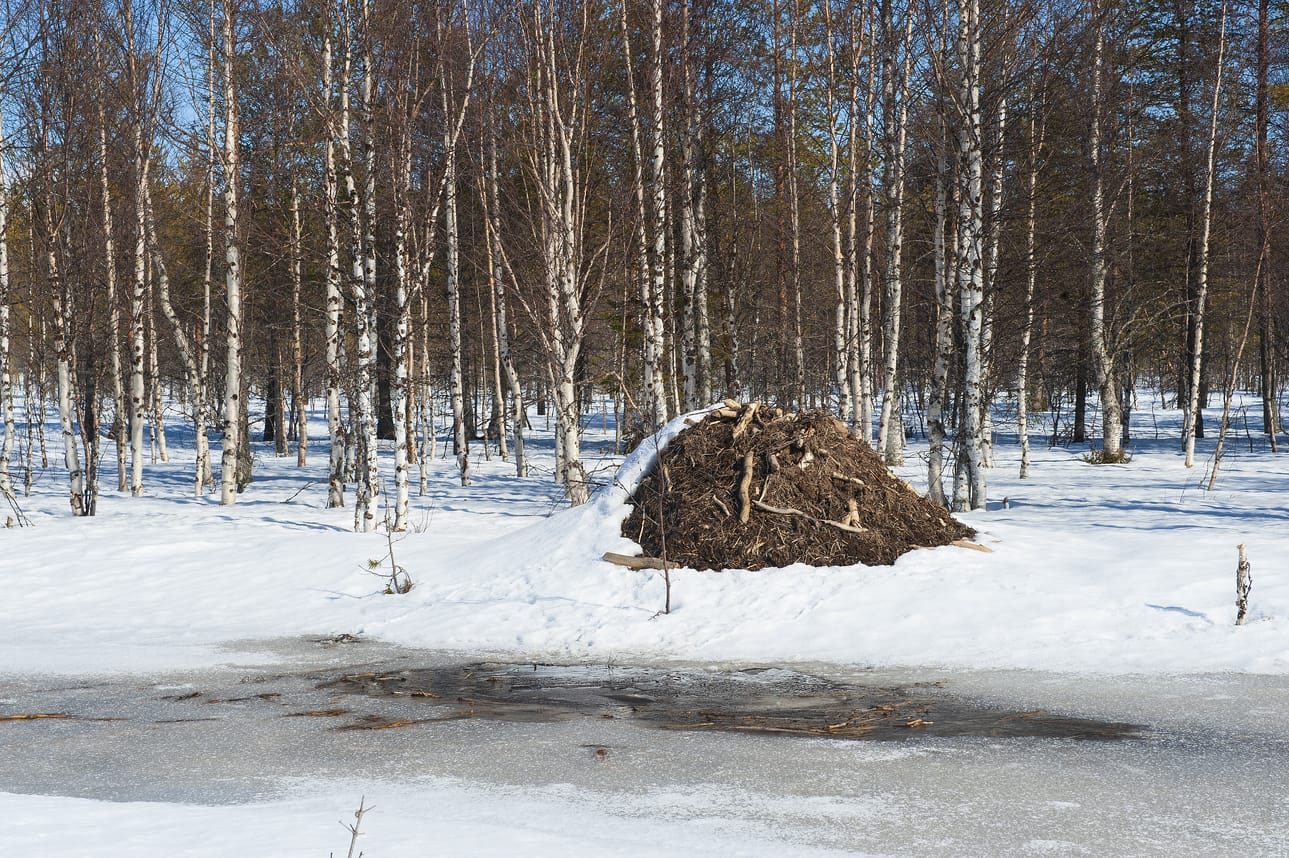 Majavanpesä Sukerin luonnonpuistossa. Saukot ja majavat viihtyvät hyvin Sukerin suoalueen vesistöissä, pian talviuniltaan heräävät suoerämaan karhut.