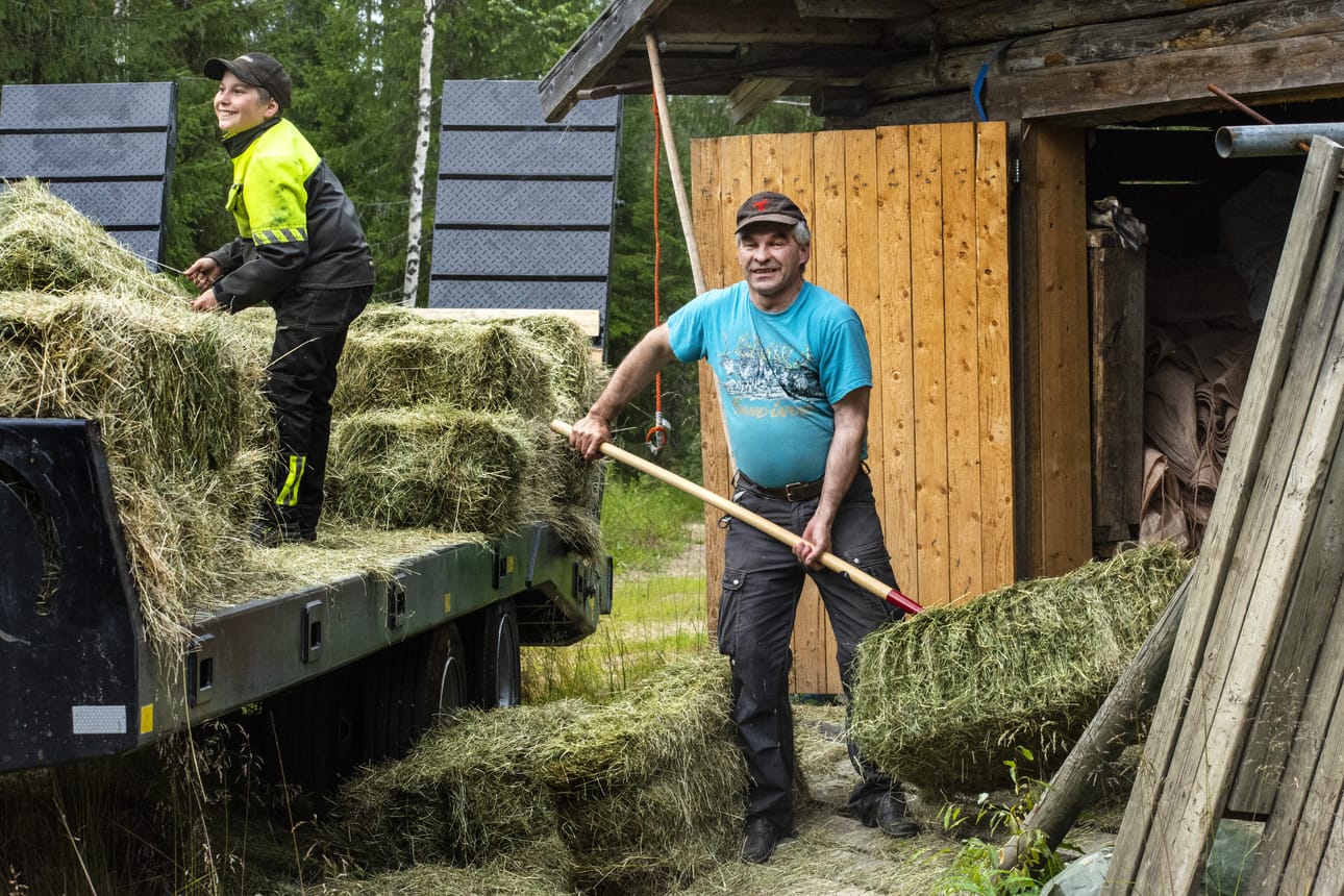 Isä Urho Väisänen ja poika Valtteri Väisänen vitsailevat. He varastoivat heinää porojen talviruokintaa varten. Huumori kukkii, vaikka poroisännällä on suuri huoli petokannan kasvusta ja muutamien suuria petokorvauksia nostavien seurauksista paliskuntansa poronhoitajille.