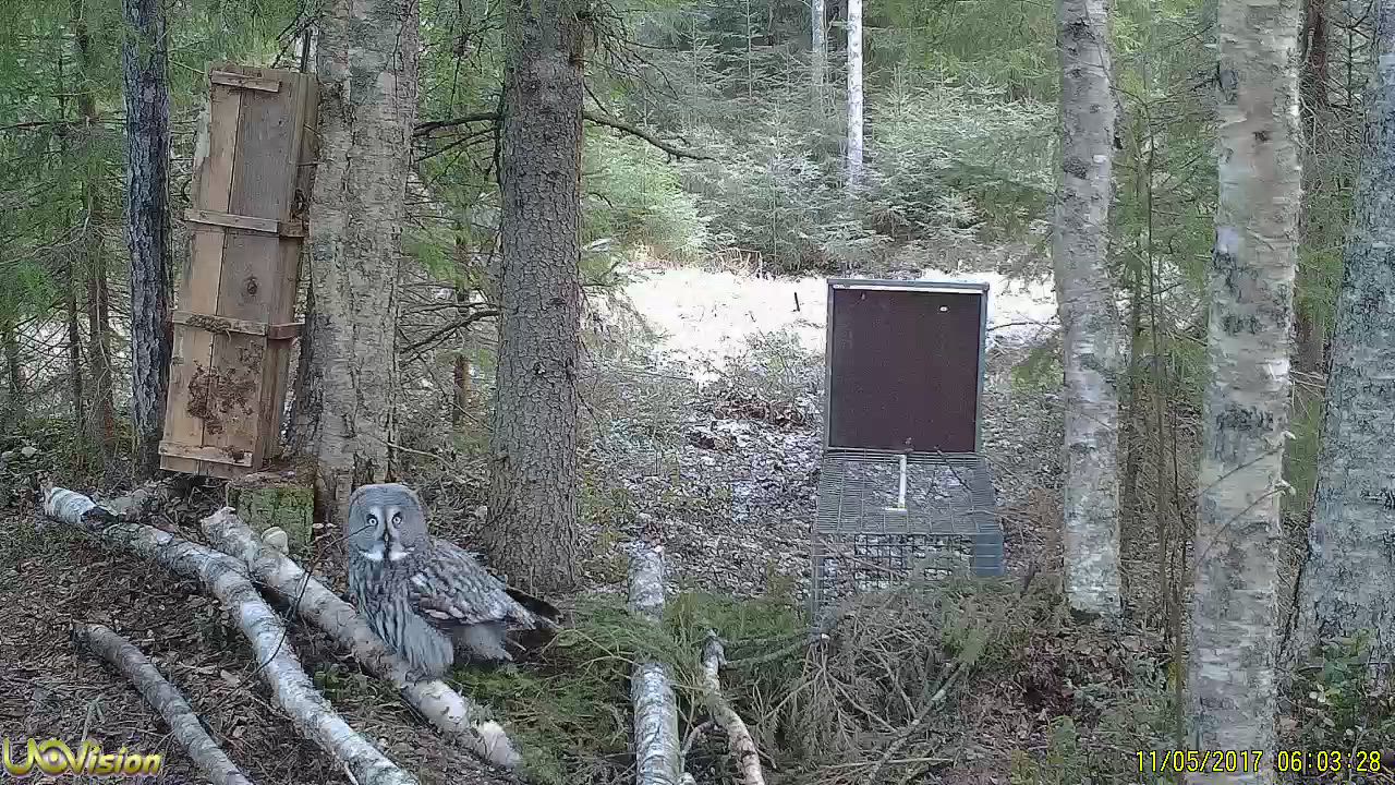 Lapinpöllökin halusi tulla filmauttamaan itsensä