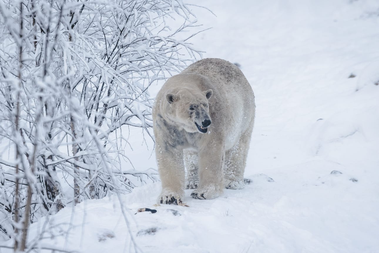 Ranuan eläinpuistoon joulukuussa saapuneet jääkarhunaaraat Inuvik ja Kara muuttivat suoraan uusiin ja vastavalmistuneihin tiloihinsa.