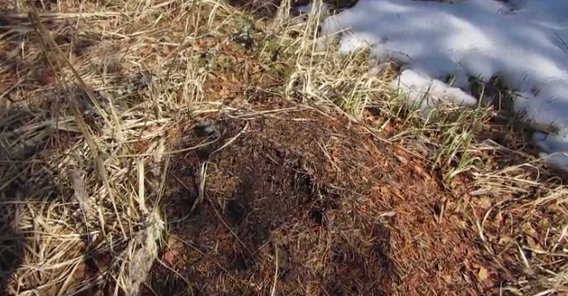 Kevätvideo: Muurahaiset työn touhussa