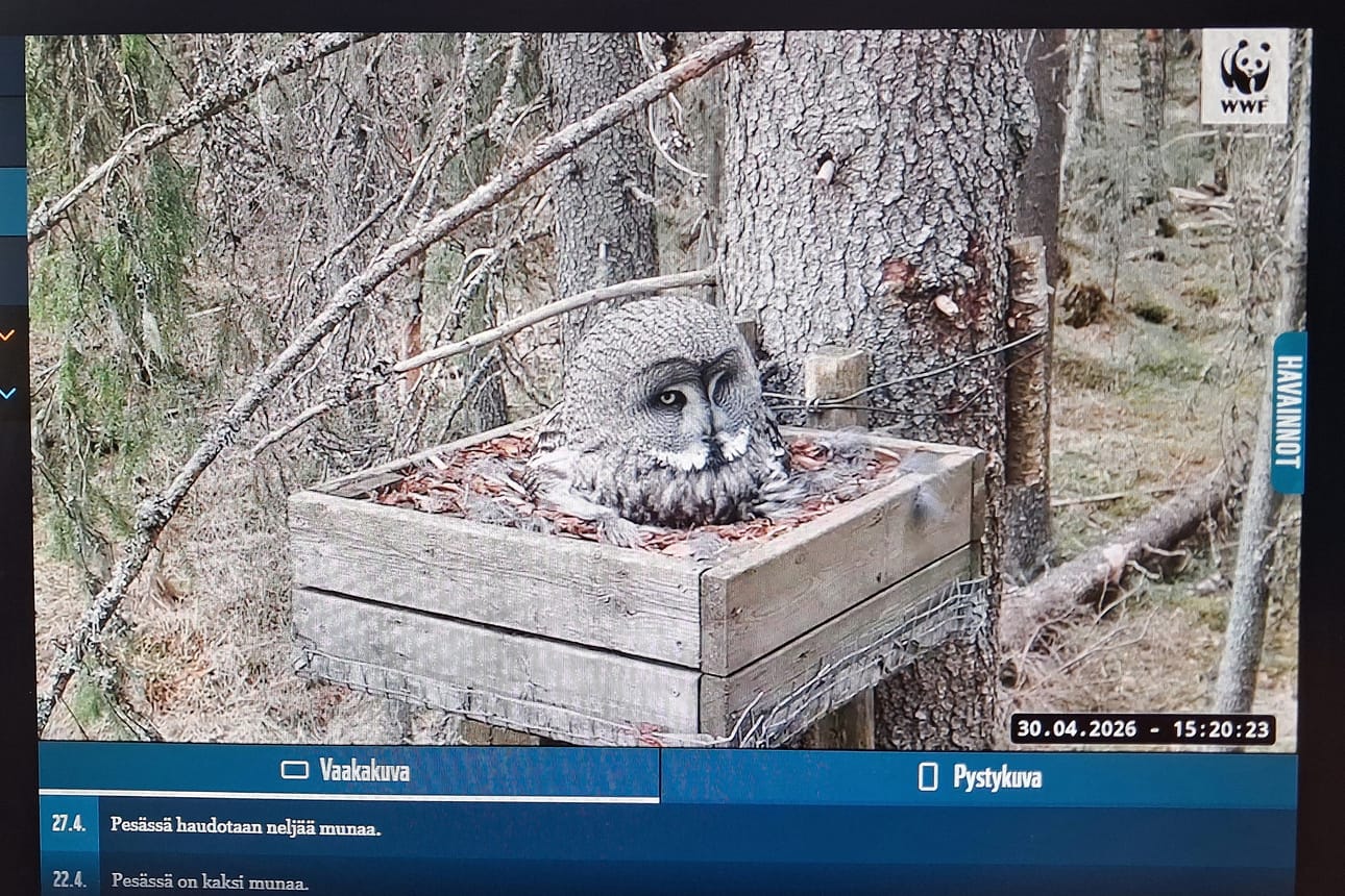 Lapinpöllöemon vappuaatto kului aika lailla aloillaan ja nukkuen.