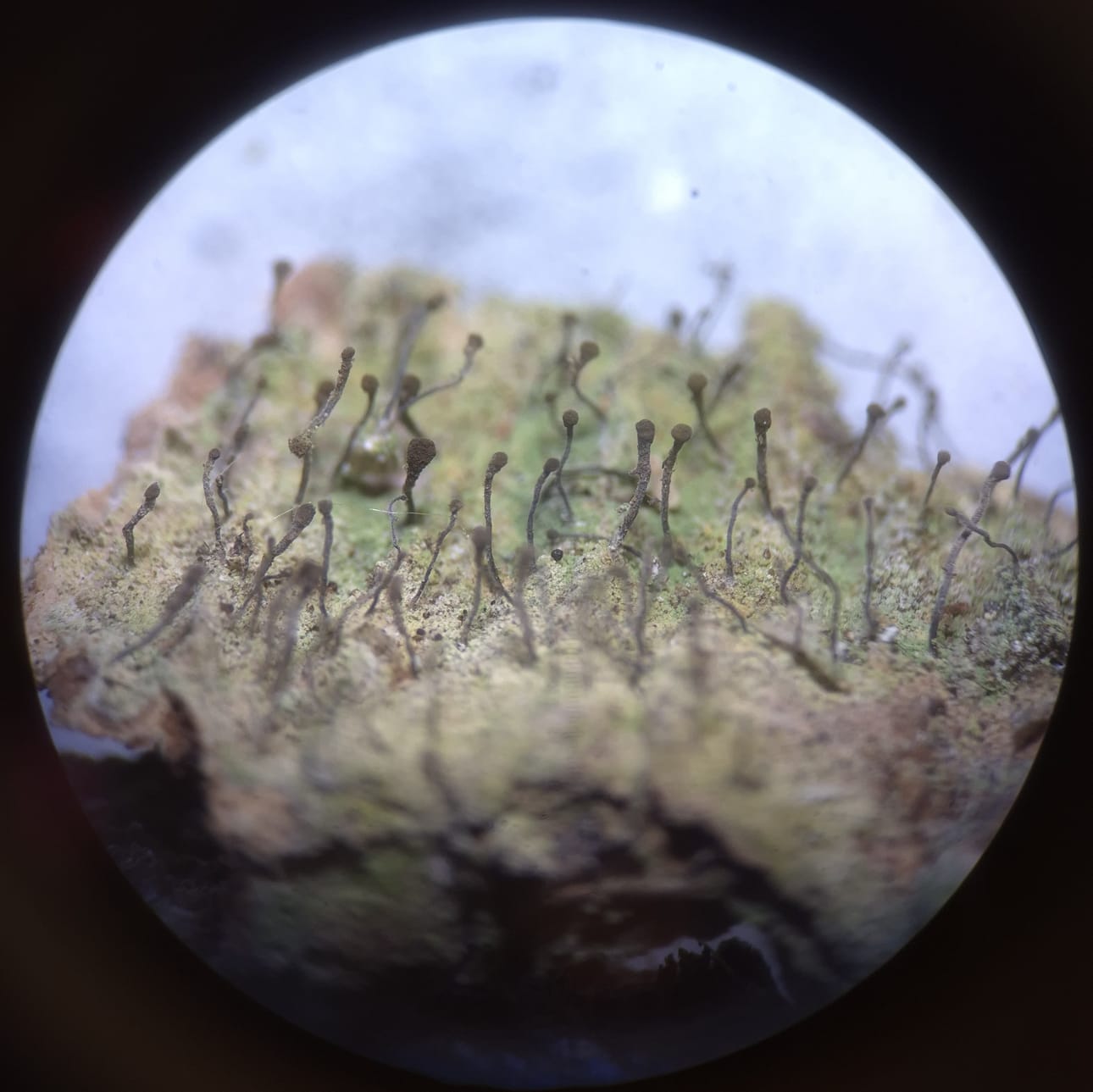 Yksi harvinaisimmista Syötteen Bioblitz-tapahtumassa löytyneistä jäkälistä oli erittäin uhanalaiseksi luokiteltu sauvaneulajäkälä, josta on Suomesta aiempia havaintoja vain muutamasta paikasta.