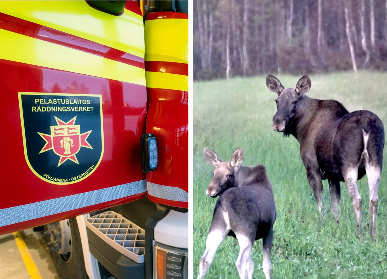 Kuvituskuva. Kuvan hirvet eivät liity tapaukseen.