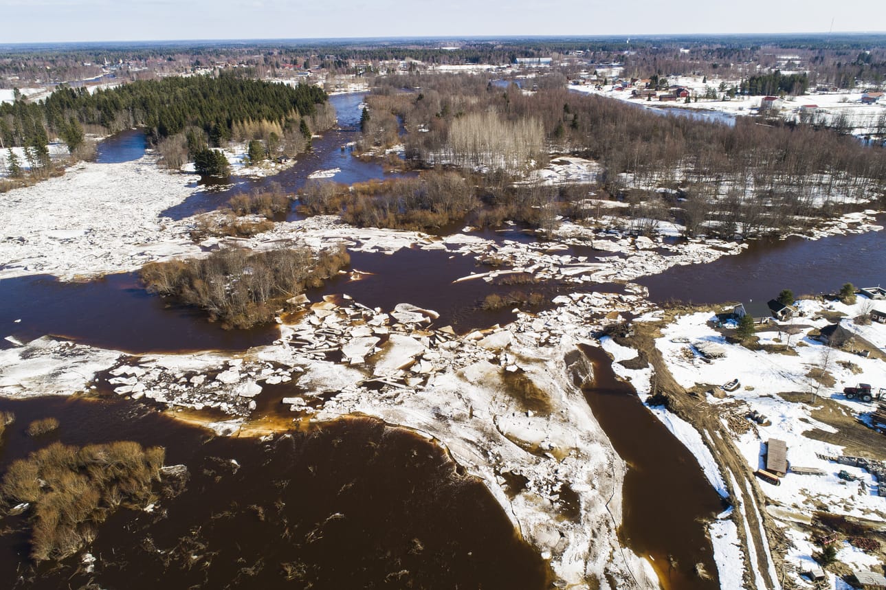 Pyhäjoen kevättulva Tuuttilankoskella joen etelähaarassa.