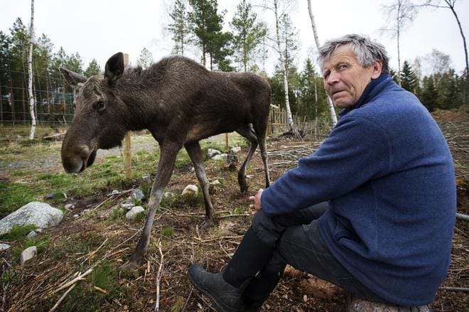 Markku Harju pyörittää Mustasaaressa villieläinhoitolaa, jossa hoidetaan vahingoittuneita luonnonvaraisia eläimiä. Kuvassa Markku Harjun kanssa on hoitolan asukki Mervi-hirvi, jonka kanssa Harju on ystävystynyt. ARKISTOKUVA: JARNO PELLINEN