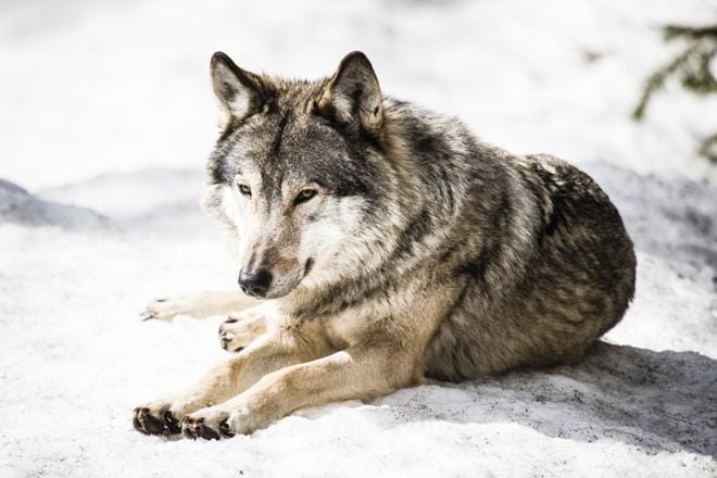 Susi herätti taas odotetusti kiivasta keskustelua eduskunnassa. Nyt kyseessä oli muun muassa kannanhoidollista metsästystä vaativa kansalaisaloite. Tämä susi on kuvattu Ranuan eläinpuistossa. KUVA: Jussi Leinonen/arkisto
