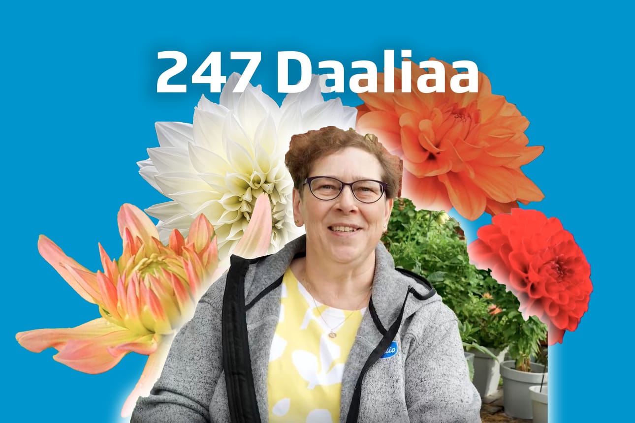 Anne Mattila kertoo videolla mitä "käsistä lähtenyt" harrastus vaatii.