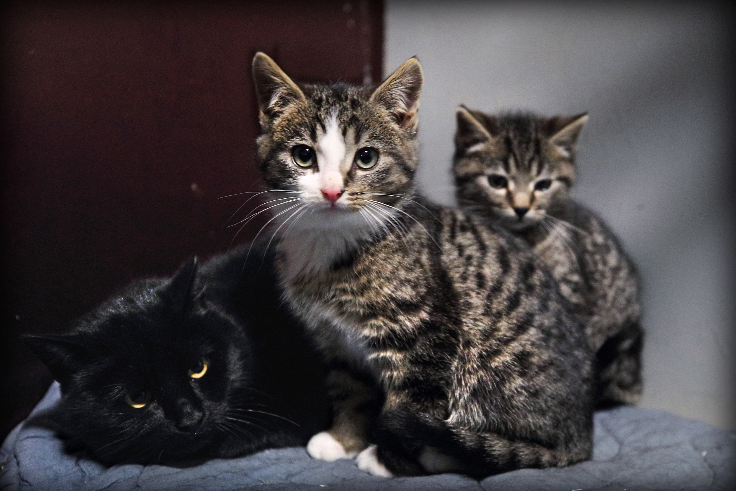 Muutoksia pieneläinten päivystykseen kesällä Vaasan seudullakin