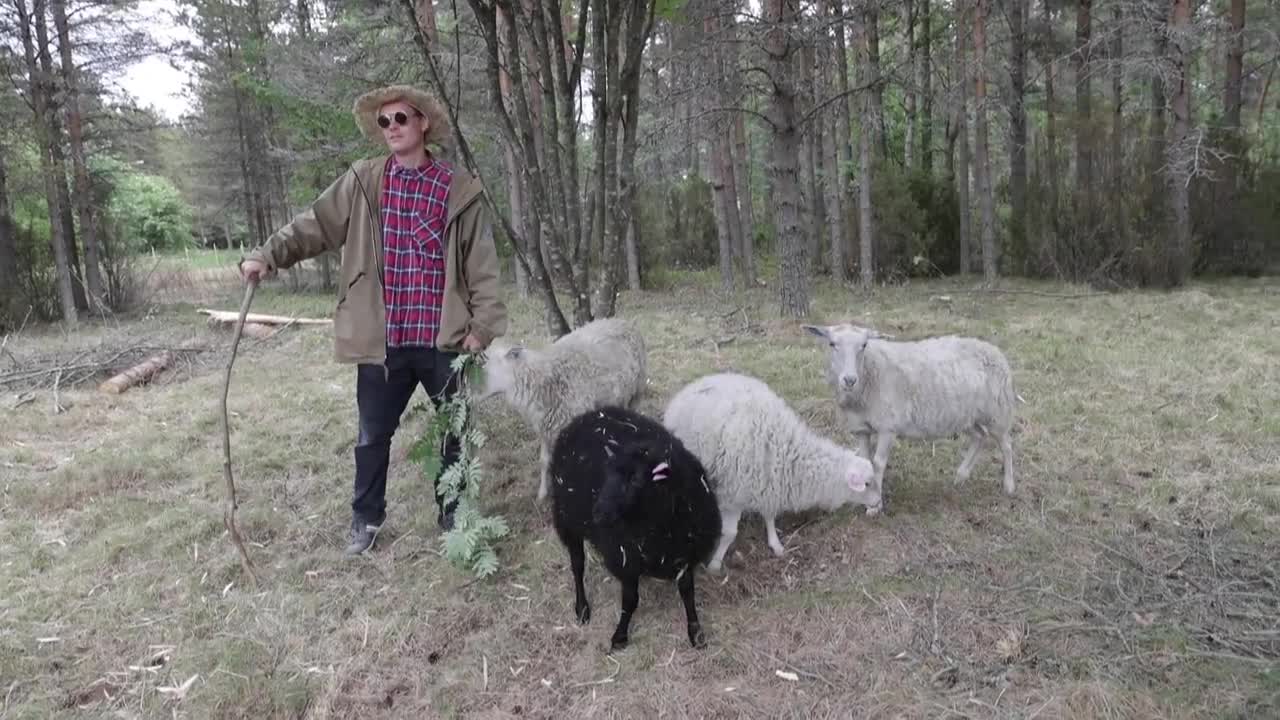 Joonas Mikkonen paimentaa lampaita Hailuodossa