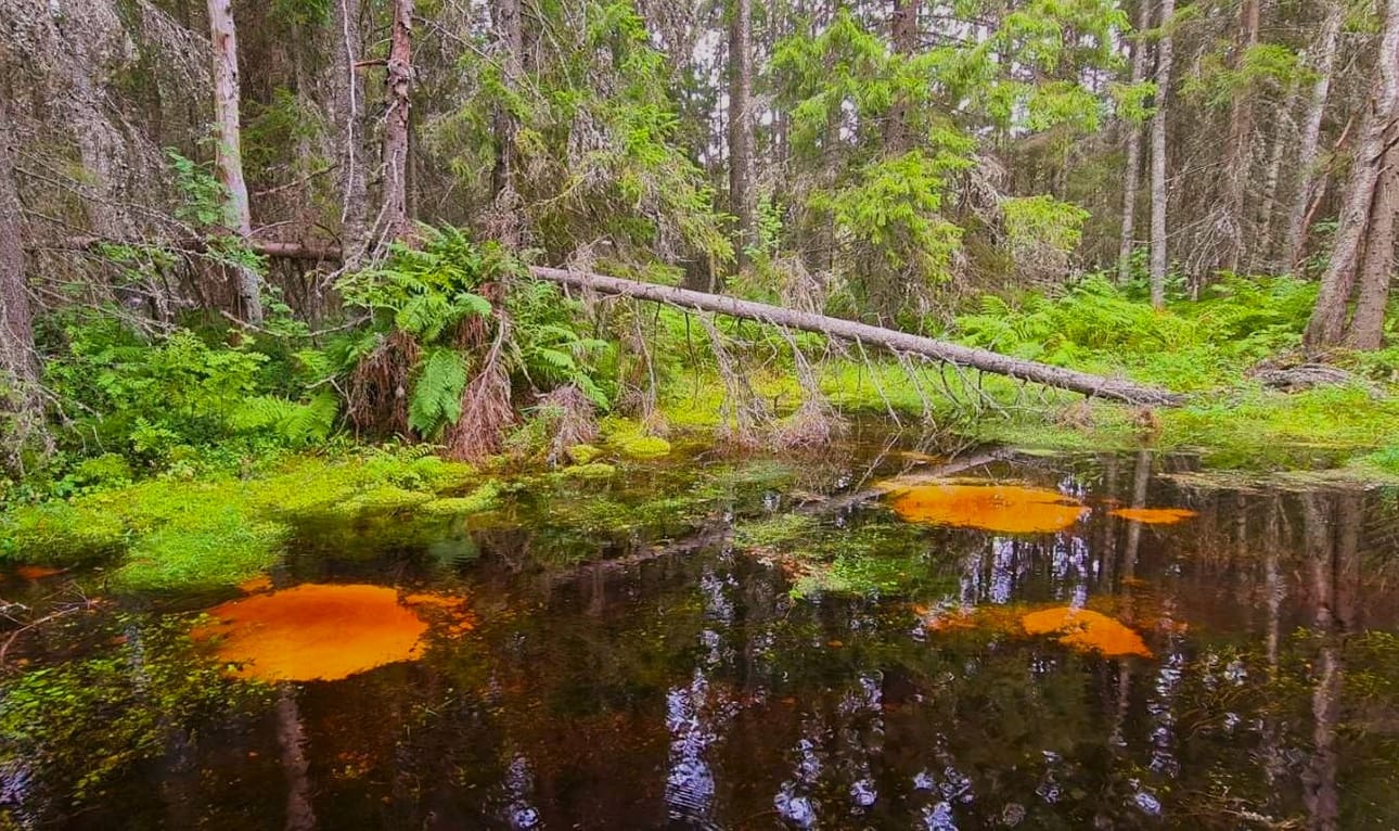 Isojoen tunnetuin geopark-kohde on Lauhanvuoren kansallispuisto. Sen nähtävyyksiin kuuluvat muun muassa lähteet ja lähdepurot. Arkistokuva.