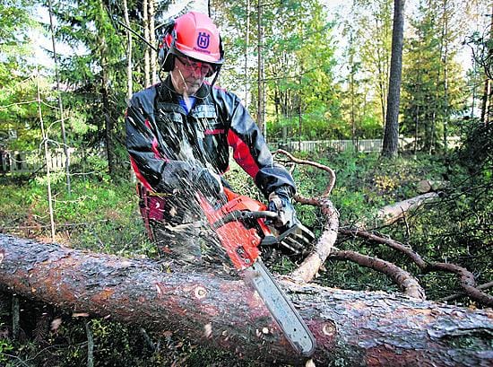 Oulun kaupungilla metsurina työskentelevä Jouni Kovaniemi kaatoi tiistaina Nykäsenkankaalla rivitaloyhtiön pihoja varjostavia Nykäsenkankaanpuiston puita. Taloyhtiön asukkaat olivat toivoneet eniten varjostavien puiden kaatamista.