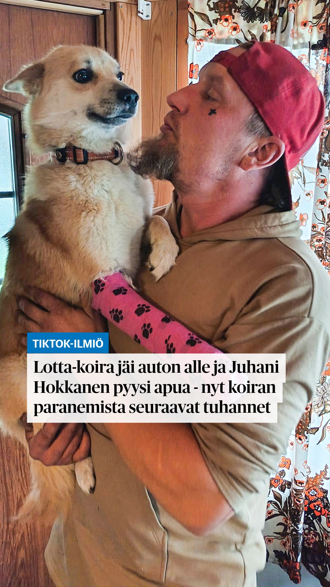 Lotta-koira jäi auton alle ja Juhani Hokkanen pyysi apua - nyt koiran paranemista seuraa tuhannet