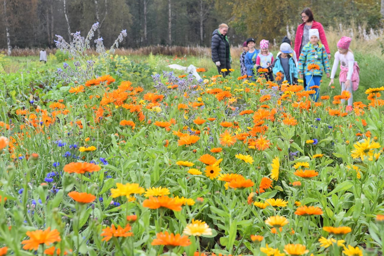 Pappilan pellon palstojen kukkaloisto on parhaimmillaan.