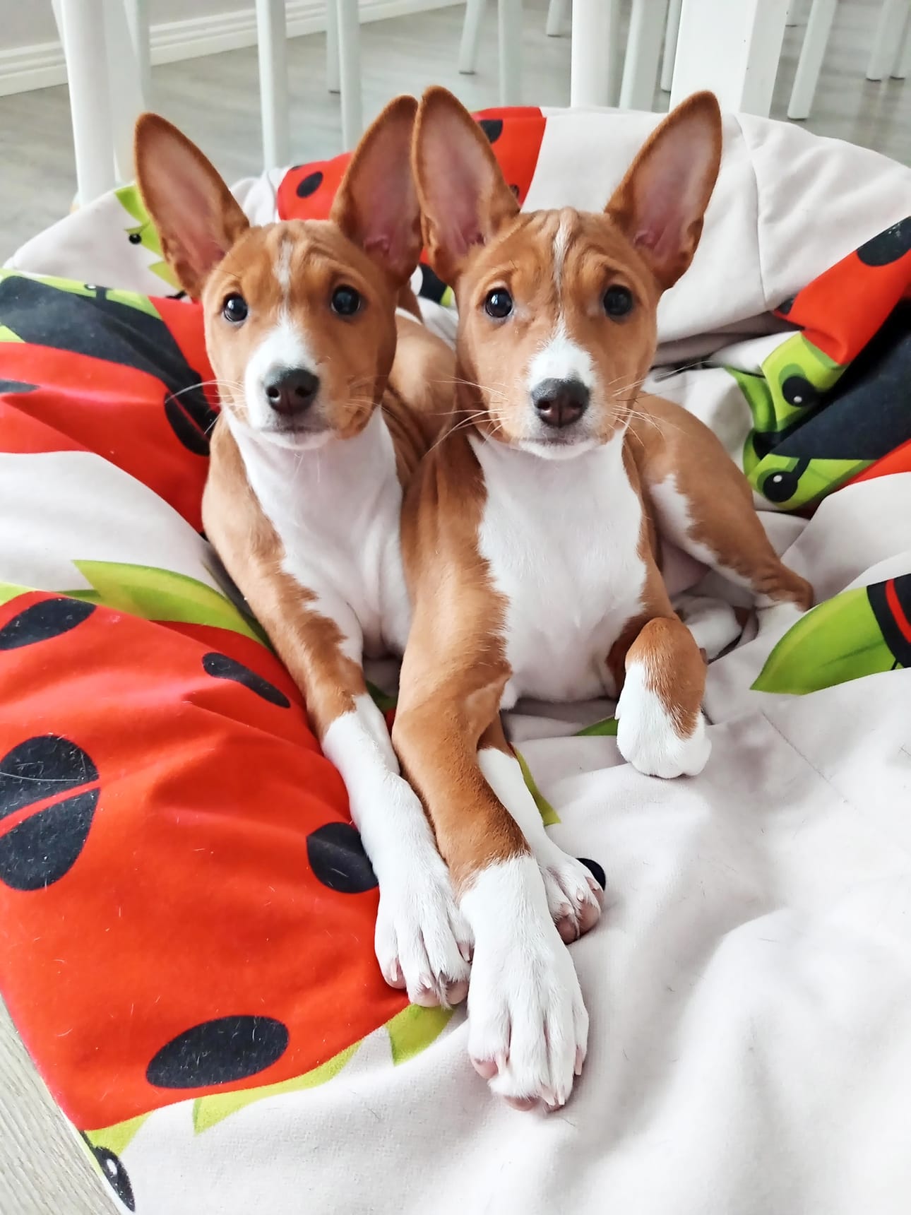 Basenji rotuiset 12 viikkoiset siskokset Luna ja Minni poseeraavat Minna Rajalan lähettämässä kuvassa. Kiitos kuvasta. Lähetä sinäkin lemmikkisi kuva pienen taustatiedon kera joko sovelluksemme kautta tai osoitteeseen toimitus@jarviseutu-lehti.fi.