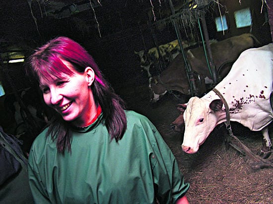 Keinosiementäjä Anu Paarlahti on työskennellyt ammatissaan neljä vuotta. Hänen työmatkansa vievät Kalajokilaaksosta aina Tyrnävälle. Tässä Paarlahti on Jani Pirneksen navetassa Ylivieskan Viitaperällä.