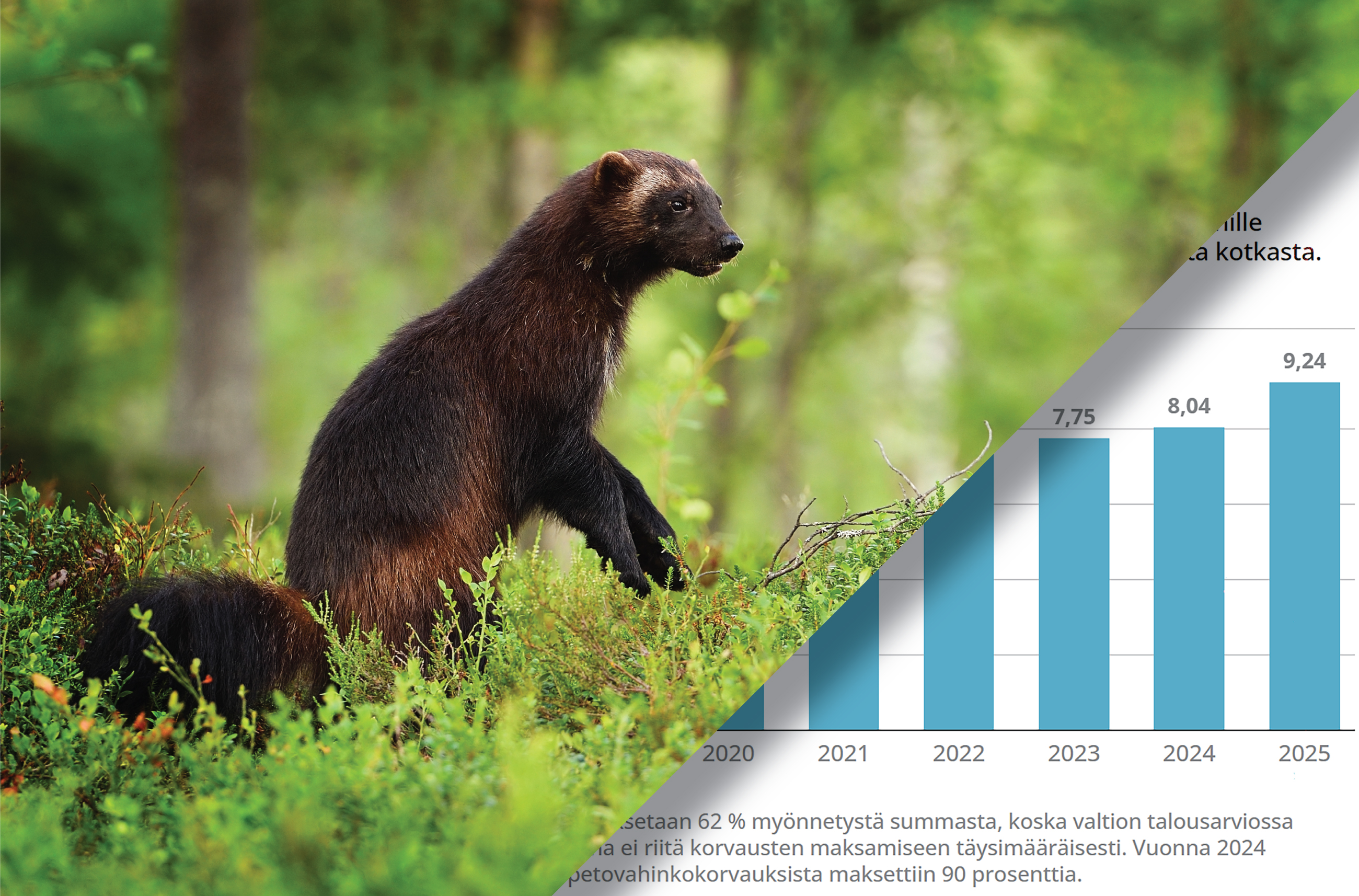 Yhden perheen paliskunta Inarissa sai petovahingoista yli 180 000 euroa – näin poroisäntä kommentoi poikkeuksellisia lukuja