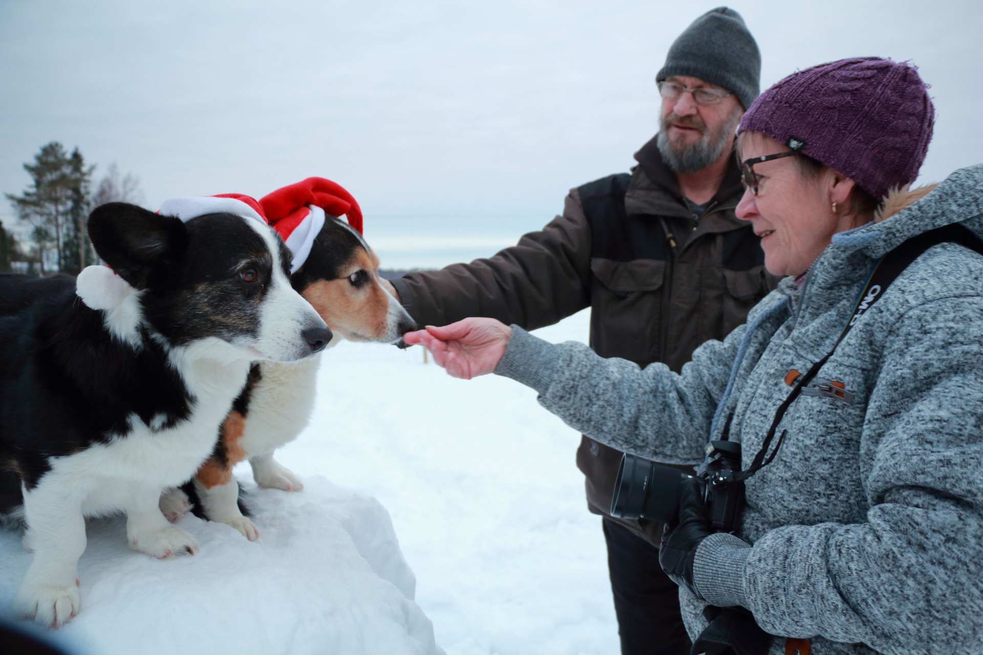 Pietulle ja Eetulle on rakennettu pihan koiratarhaan oma Korvatunturi, jonka päälle on kiva kipaista poseeraamaan. Koirakuvauksissa kameran takana on yleensä Minna. Eero huolehtii, mallit ovat niin kuin pitääkin.