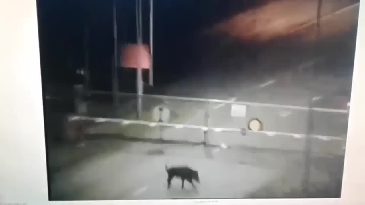 Villisika SSAB:lla