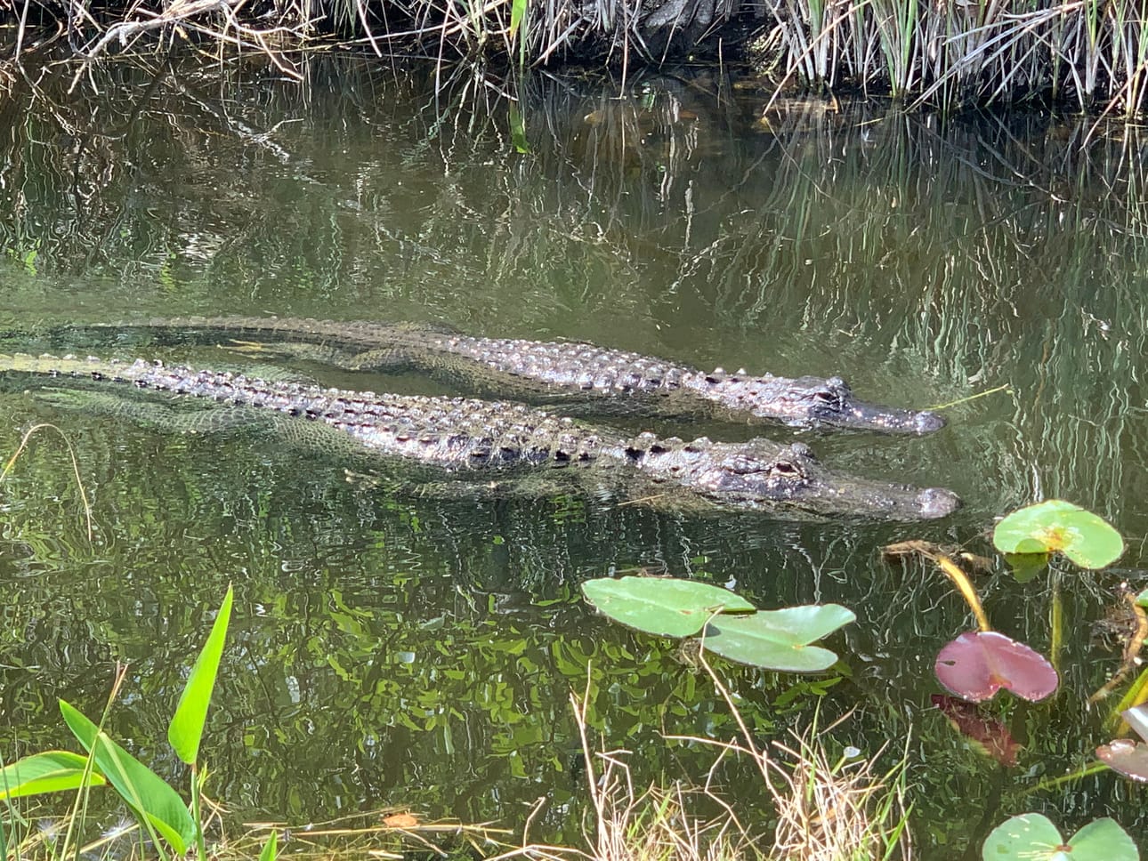 Evergladesin kansallispuistossa Floridassa elää muun muassa alligaattoreita. Luonnonsuojelualue kuuluu Unescon maailmanperintökohteisiin.