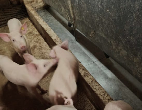 Valvontaeläinlääkäri kiinnitti raportissaan huomiota muun muassa ongelmiin sikojen ruokinnassa. Omistaja myöntää, että ruokintakone oli rikki ennen tarkastusta, mutta asia oli korjattu.