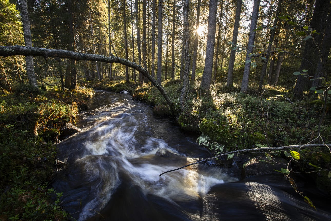 Jauvinoja halkaisee alueen, jolle aiotaan rakentaa resortti. Ojan yli voidaan rakentaa kaksi siltaa, joille kuljetaan ulkoilureittejä pitkin.