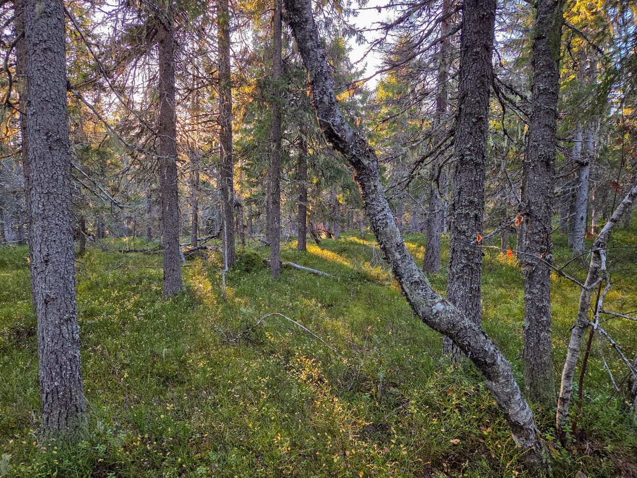 Siikavaaran metsät ovat pääosin kuusivaltaisia.