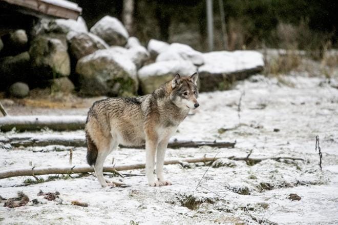 Suden kannanhoidollinen metsästys alkaa ensi vuoden alussa. Kansanedustaja Anders Norrback (r.) iloitsee tilanteesta.