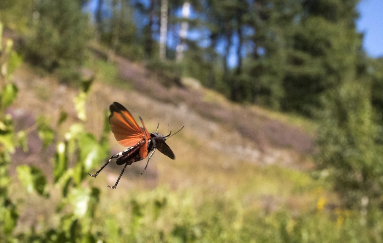 Lentoon hyppäävän palosirkan siivet loistavat oranssinpunaisina.