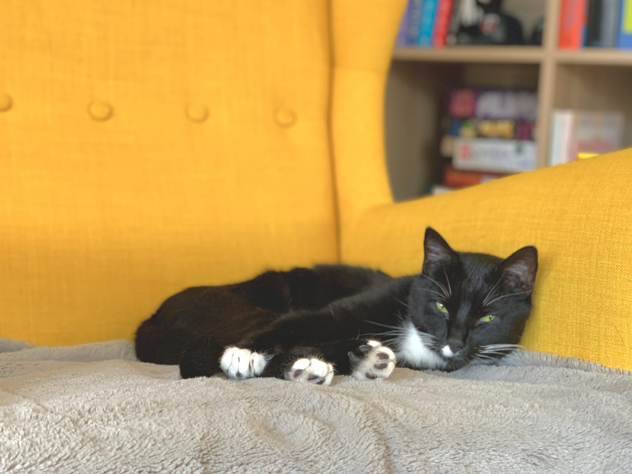 Mustavalkoinen Pim-kissa muutti viikonloppuna uuteen loppuelämän kotiinsa. Koti löytyi eläinsuojeluyhdistyksen kautta.