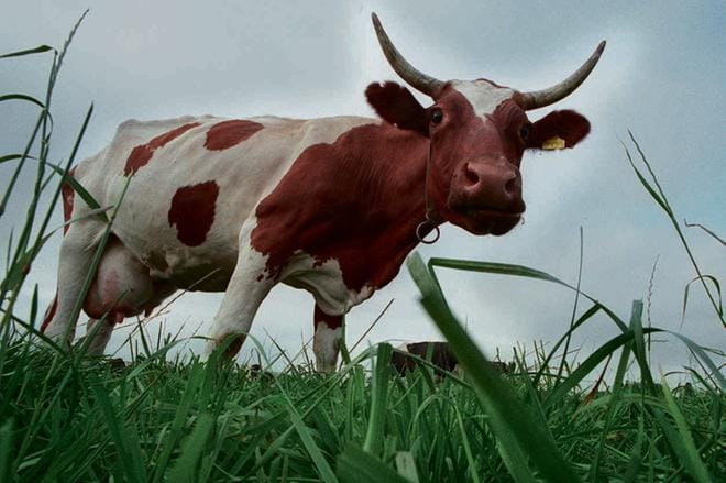 Alavuden seudulla on selvitettävänä mahdollisen biokaasulaitoksen rakentaminen. Laitos hyödyntäisi maataloudesta saatavia raaka-aineita, lantaa ja nurmea. ARKISTOKUVA: EETU SILLANPÄÄ