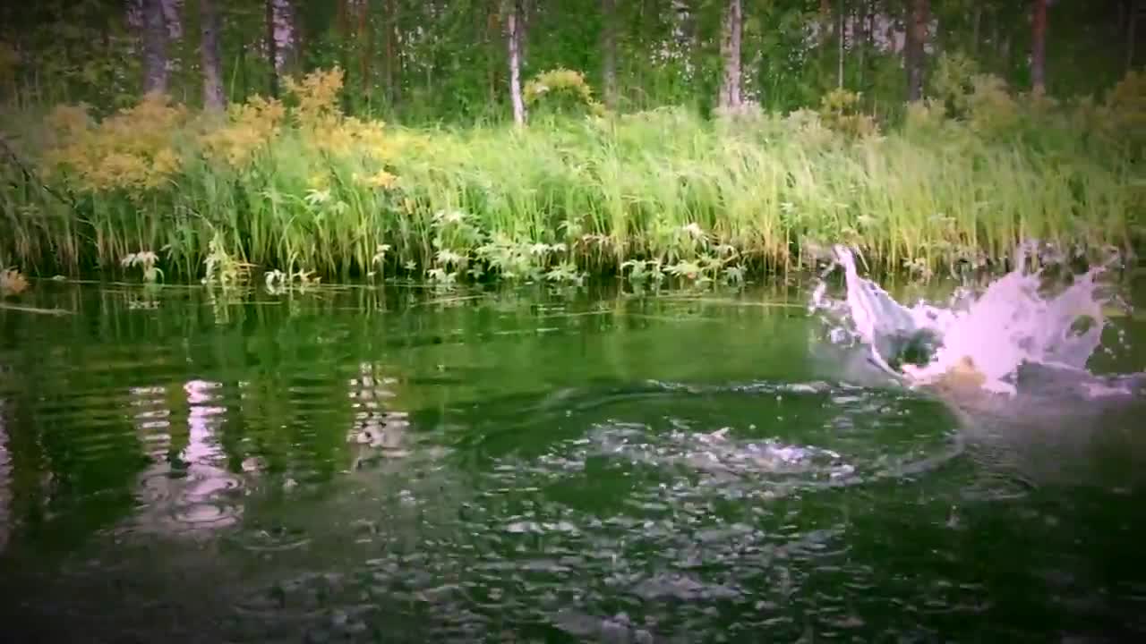 Hauen väsytystä