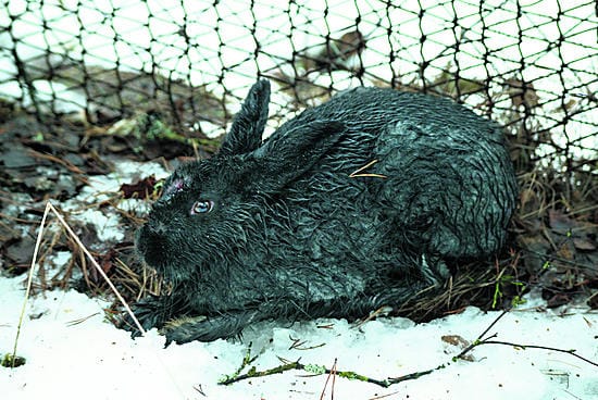Kuusammon Pölkyn sahalla pitkään asustanut musta jänis pyydettiin ja passitettiin Kuusamon suurpetokeskukseen, jossa se elää nyt susille varatussa parintuhannen neliön häkissä.