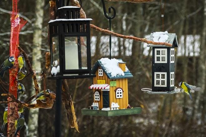 Pihabongauksen tavoitteena on innostaa tarkkailemaan talvisia lintulaudan ja kotipihan lintuja sekä kiinnostumaan lähiluonnosta. ARKISTOKUVA