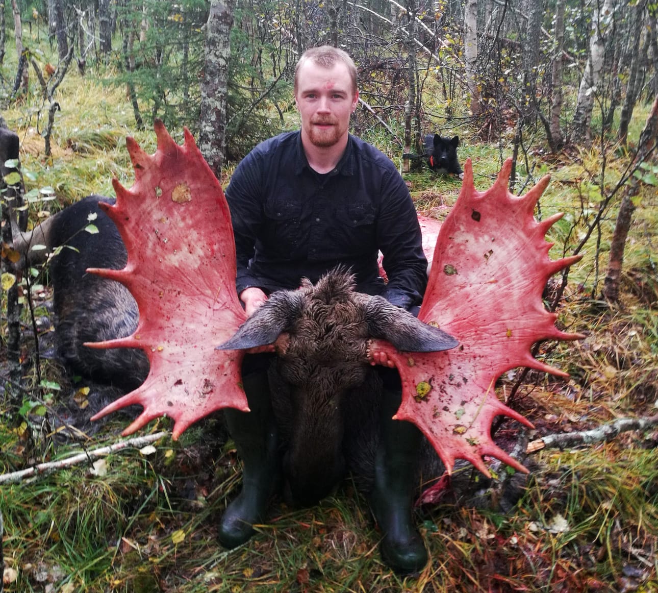 Valtavat, punertavat sarvet koituivat hirven kohtaloksi, sillä ilman niitä Arthur Kreivi ei olisi nähnyt eläintä metsässä.