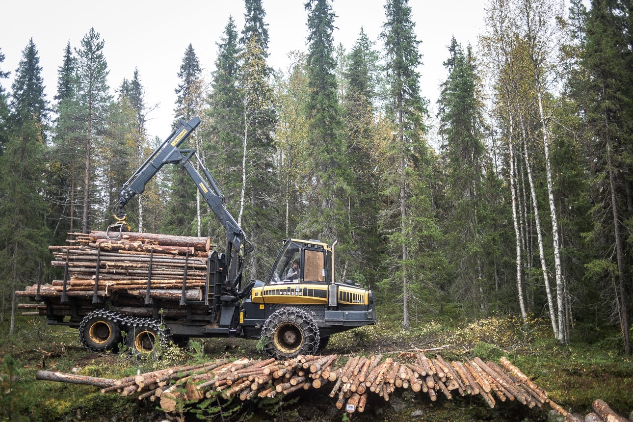 Metsätalous elättää satoja koillismaalaisia.