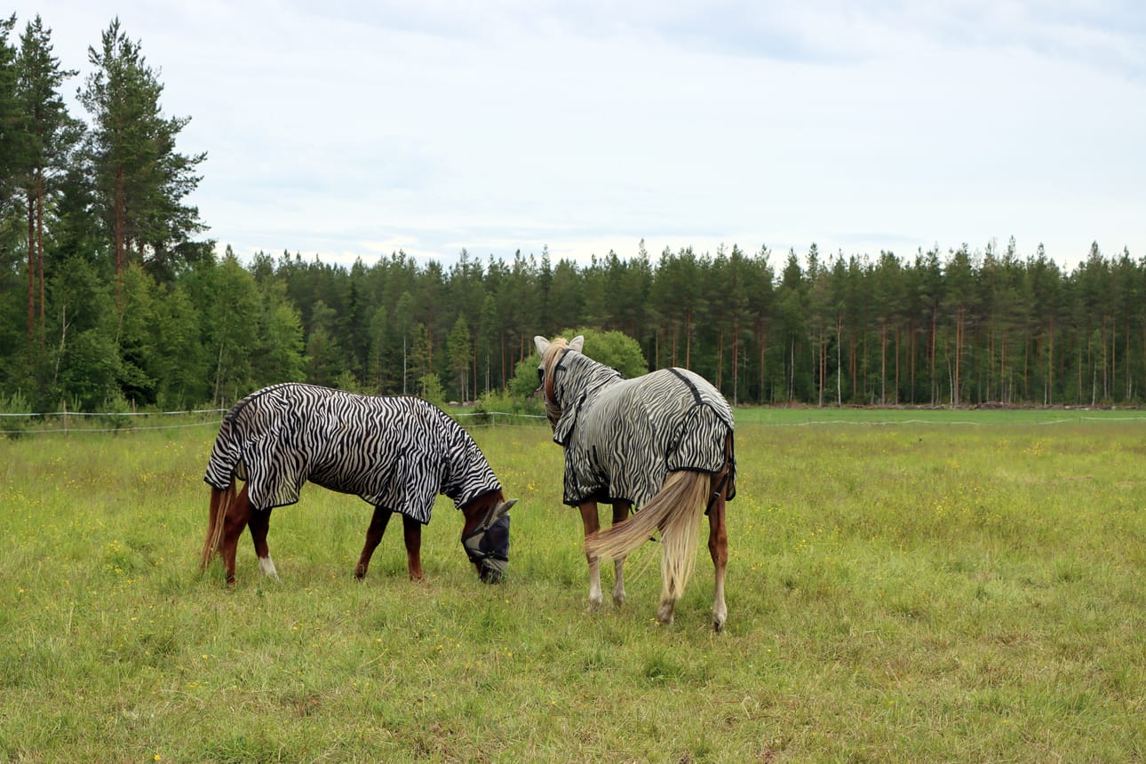 Kentankylän savannilla näkyy laiduntavan kaksi seepraa.