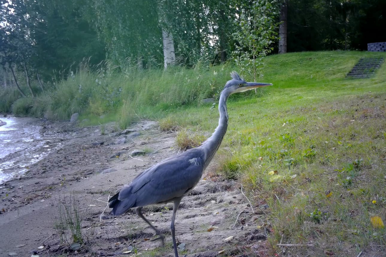 Monesti on harmaahaikara lentänyt yli matkalla jonnekin. Nyt se vieraili arvokkain askelin mökin pihalla. Riistakamera tallensi linnun saapumisen ja lähdön. Mitä se teki pihalla jäi vielä arvoitukseksi. Ensi kesänä sekin ehkä saadaan selville.