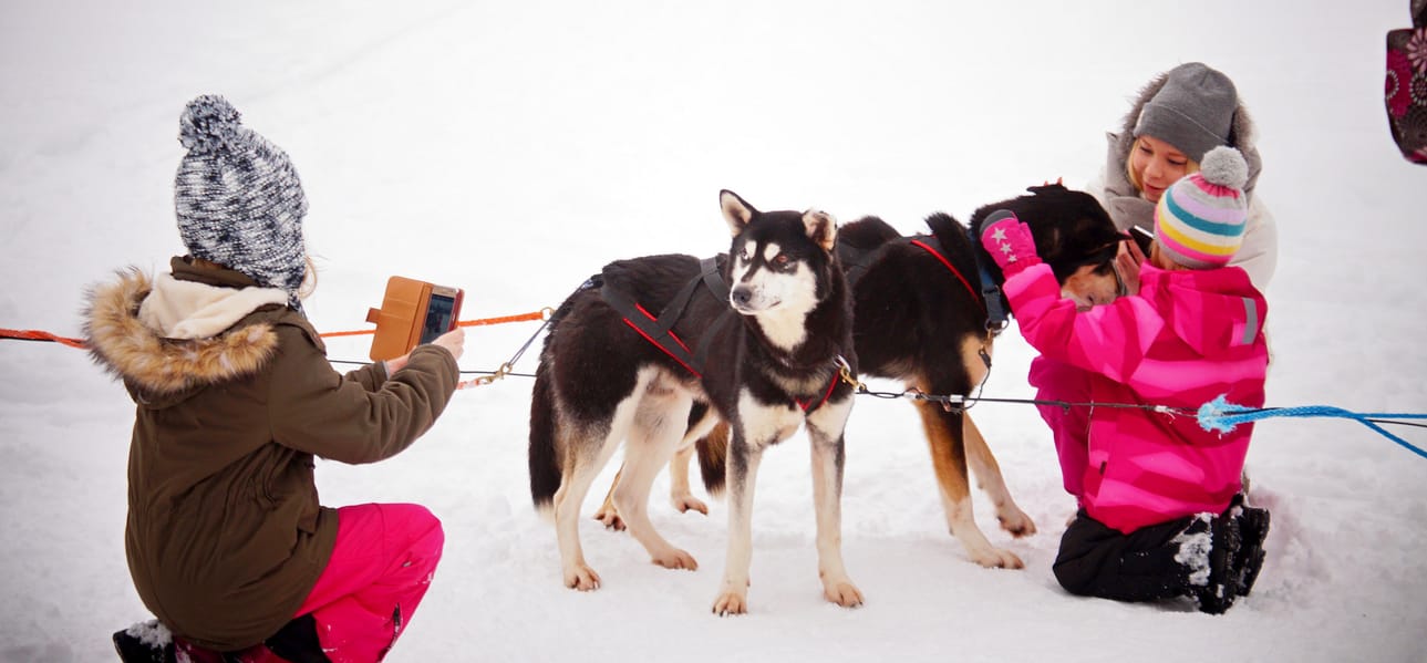 Eräpalveluiden huskyt saivat ihailijoita paikalle lepo- taukojenkin aikana.