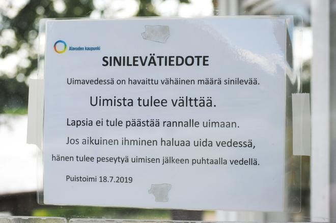Harrin rannan ilmoitustaululle tuli viime viikolla varoitus sinilevähaitasta, mutta kaikkia uimareita se ei ole rannasta karkoittanut. KUVA:EEVA-LIISA KULJU