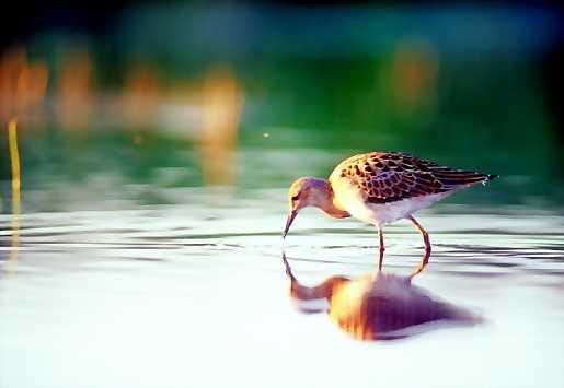 Ruokatauolla. Nuoret kahlaajat, kuten kuvan suokukko, muuttavat myöhemmin kuin aikuiset.