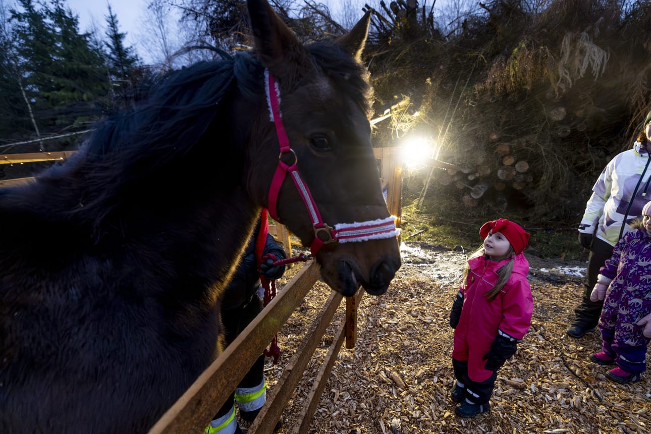 Ylihärmäläinen Matilda Kujanpää, 6, ihaili Missi-hevosta pitkään ja hartaasti Kauhavalla Alakylän kyläseuran Jouluvaellus-tapahtumassa.