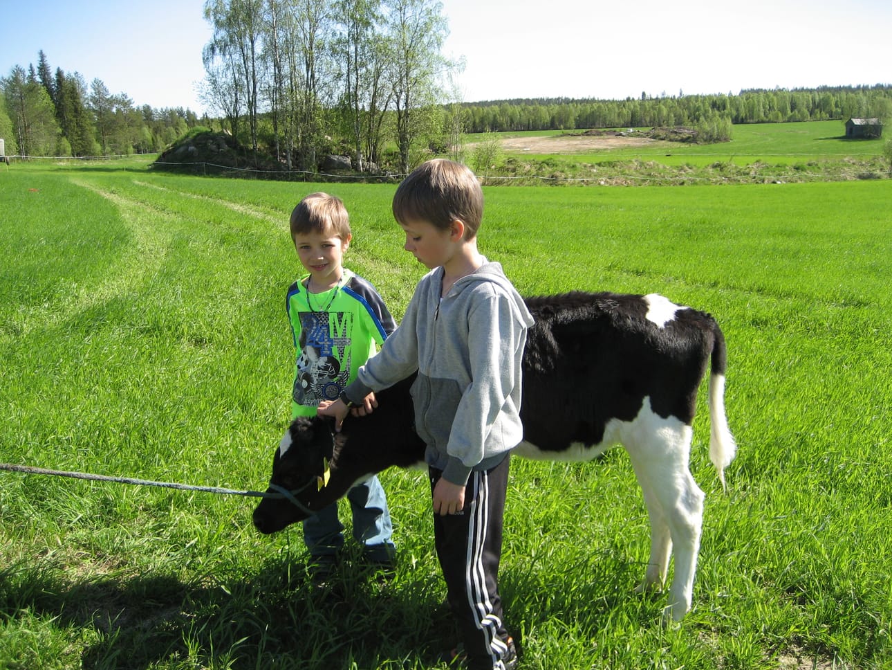 Santeri ja Eelis Laakkonen yhdessä uuden vasikkansa kanssa. Neeani on Kuusamon toisen 4H-vasikkaketjun 21. vasikka.