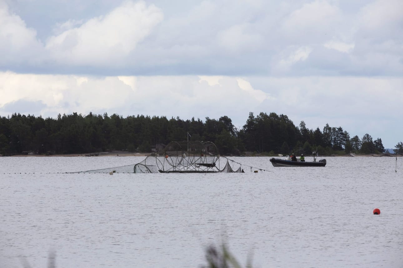 Rysä, johon aiemmin tällä viikolla Haminassa havaittu mursu ui sekä merivartioston vene Kotkassa.