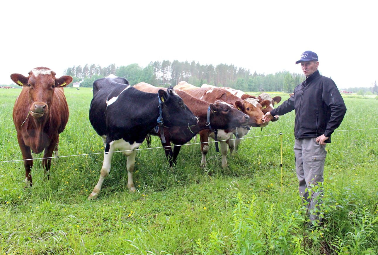 Kestiläläinen Timo Still on karjatilallisena tottunut byrokratiaan, vaikka tukimaksujen myöhästyminen harmittaa. EU-tarkastusten pilkunviilaukseenkin on parempi suhtautua rennosti, sillä täytyyhän ne virheet löytyä suomalaisilta mallioppilailtakin.
