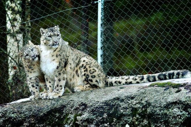 Ähtärin kaupunginvaltuusto päätti äskettäin eläinpuistoyhtiön pääomalainoituksesta. Ähtärin eläinpuiston asujaimistoon lukeutuvat muun muassa lumileopardit. ARKISTOKUVA: JENNI LATVA