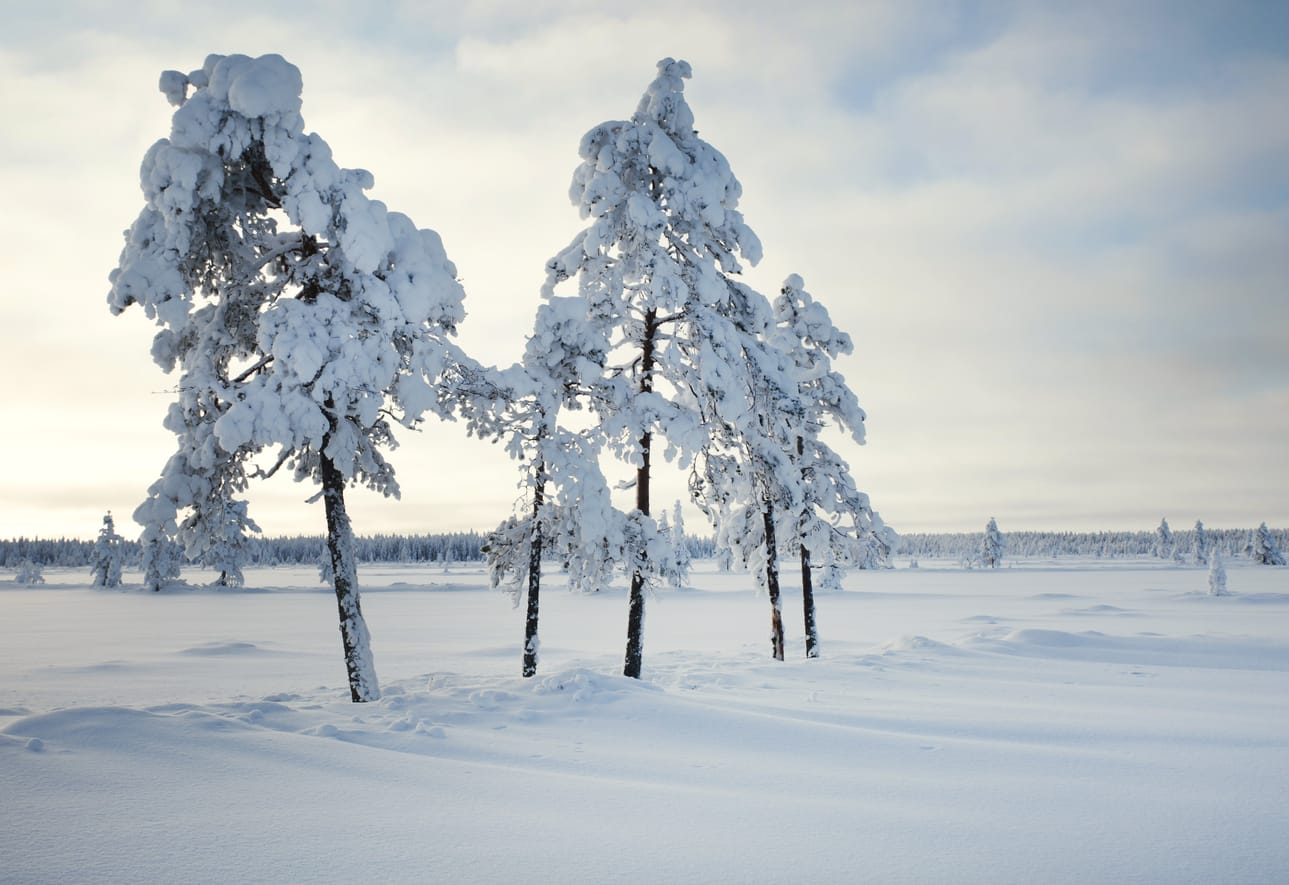 Penikkasuolla on poikkeuksellisia luontoarvoja, joiden vuoksi sitä ei koskaan otettu turvetuotantokäyttöön.